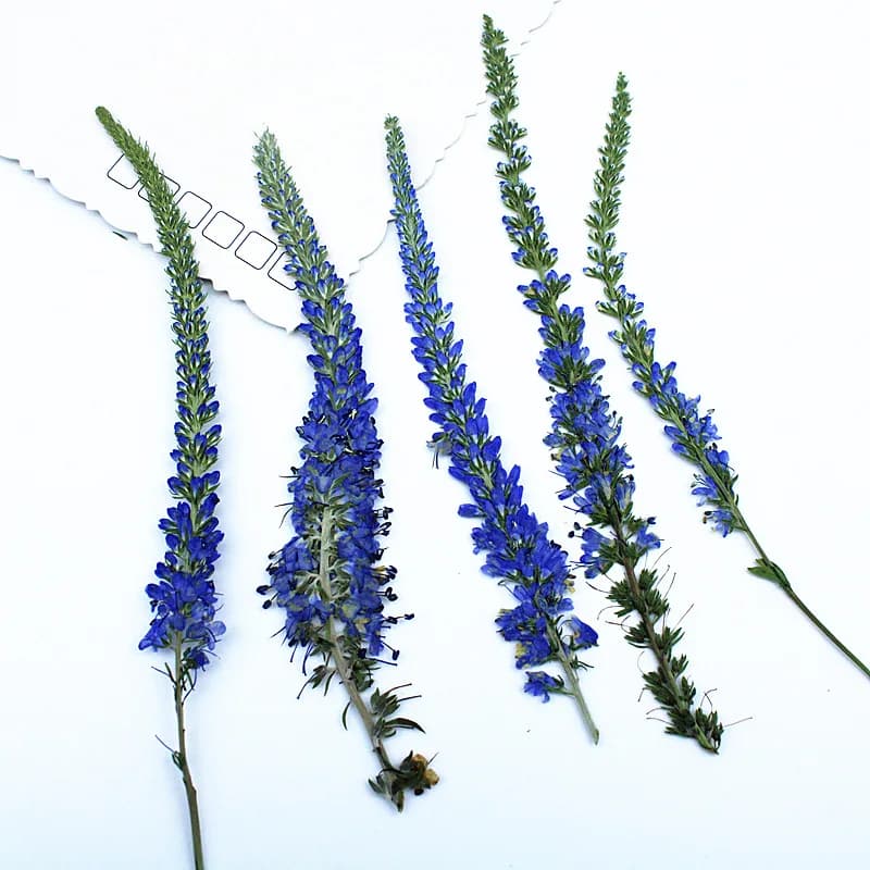 12pcs,Dried Purple Salvia Lavender Flowers DIY Pressed Flower Materials Kit Plant Specimens Photo Frames,Scrapbooking&Art Crafts