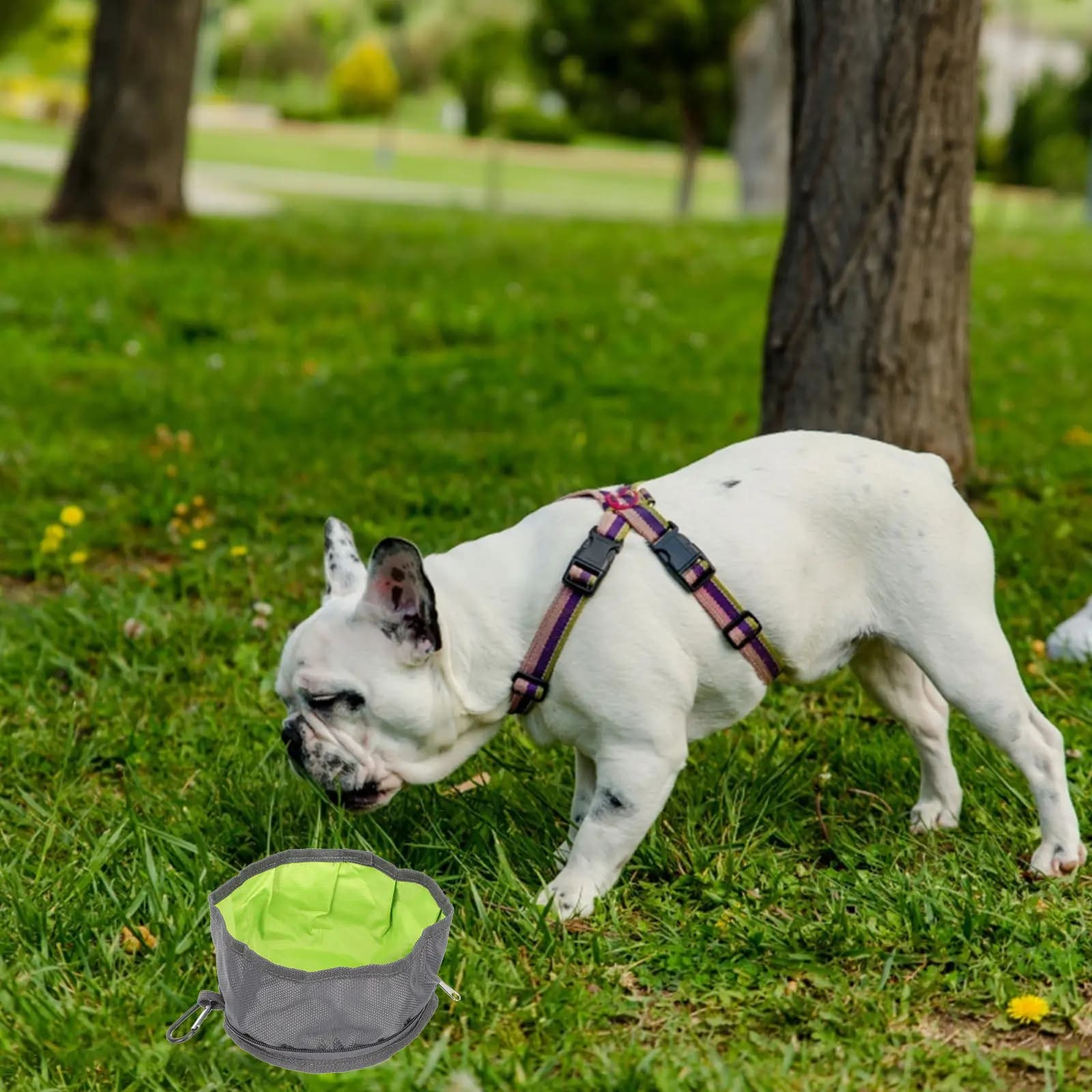 Ciotola da Viaggio Pieghevole per Cani, Contenitore Impermeabile per Cibo e Acqua, Ciotola Portatile per Alimentazione Cani all'Aperto