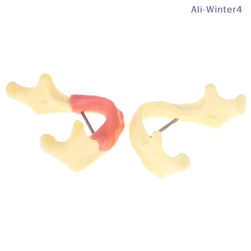 Winter Anatomical Model {Winter4} for Dentali Treatments: Gemini, Mandibular Fabrics, Teaching and Demonstration Model Odontoiatrica