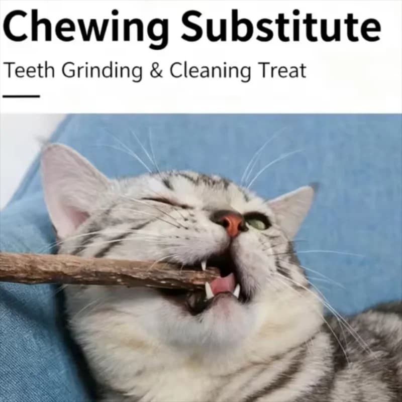 Bastoncini Woodruff per gatti Bastoncini da masticare naturali con erba gatta Denti molari Giocattoli da masticare per regali di gattini per gatti
