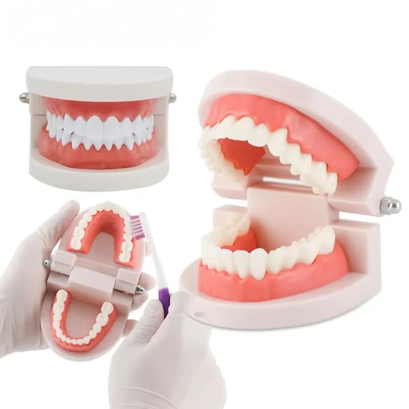 28 Teeth Tooth Teeth Teaching Model with Soft Gums Adult Standard Denture Demonstration Teaching Tool for Dentist Patient toy、