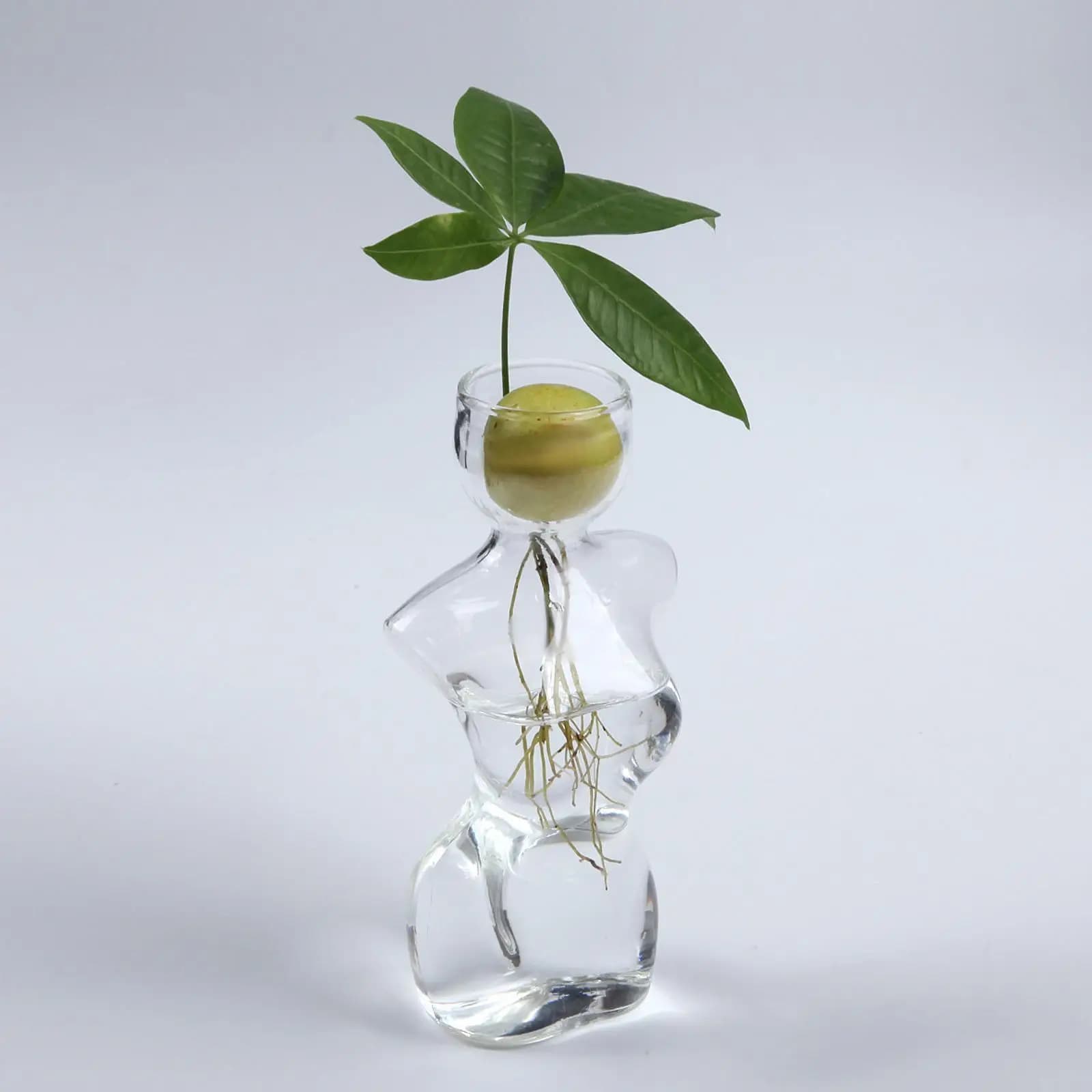 Small starting pot for avocado seeds, avocado tree that grows for gardening lovers, hydroponic plant, centerpiece for flower pots