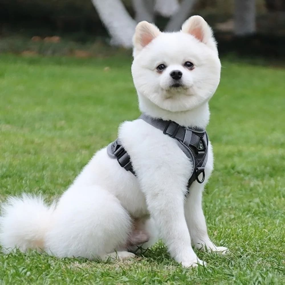 Set di imbracature e guinzagli regolabili per gatti Imbracature per animali domestici in rete stile gilet riflettente Accessori per cani traspiranti Kawaii all'aperto