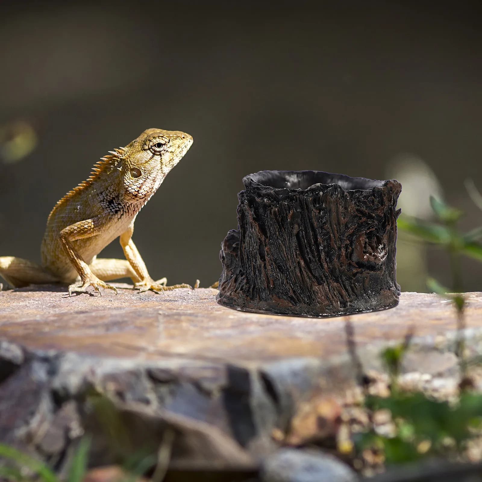 Ciotola in Resina per Rettili, Superficie Liscia Antiscivolo, Accessorio per Terrario di Draghi Barbuti, Contenitore per Cibo Facile da Pulire