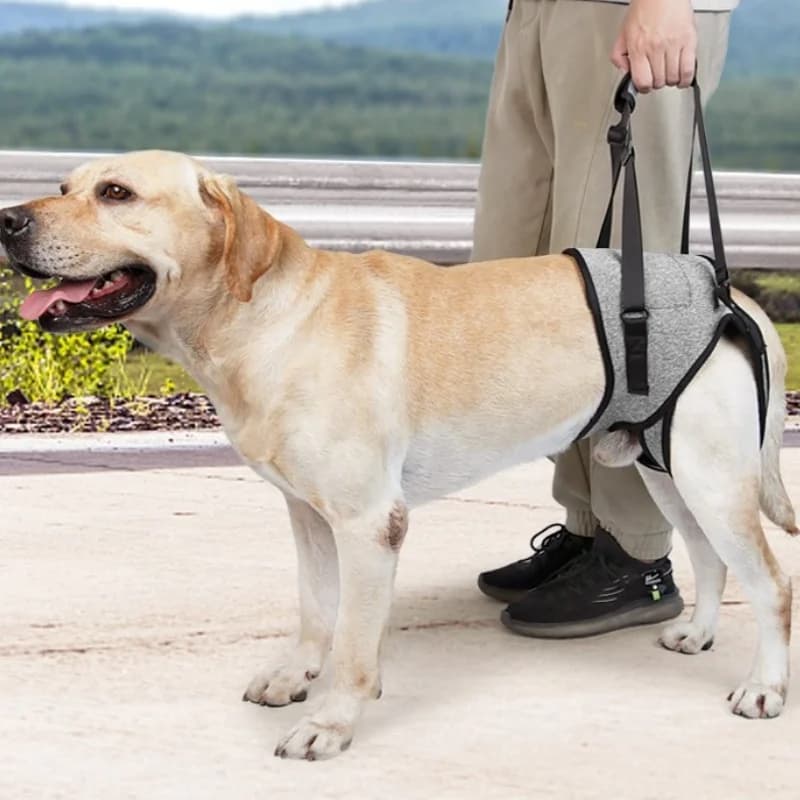 Cani disabili, anziani, deboli, cinghie di supporto per gambe posteriori, cinghie riabilitative per cani disabili e malati, cinghie di supporto per camminare,
