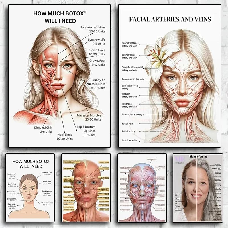 Simplicity Facial Muscle Vessels Detailed Art Education Medical Beauty Medical Canvas Paint Posters Wall Art Picture Room Decor
