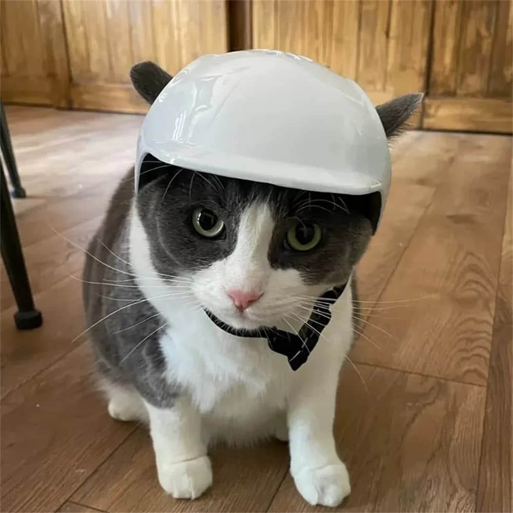 Horse riding helmet for dogs and cats thickened Safety hat for motorcycles for pets fresh for cats Dogs Sphynx Cat Cats Outdoor puppy Pet accessories