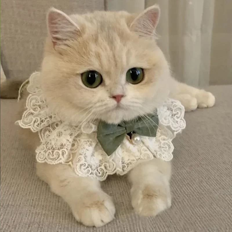 Pet Bow collana di perle collare di gatto sciarpa estate sottile decorazione di abbigliamento per animali domestici gatto e cane collana di cane con nastro da sposa Garfield