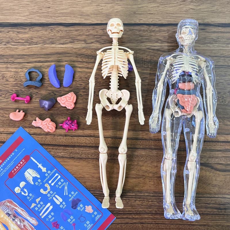 Kit modello scientifico di anatomia dell'organo scheletro umano 3D Modelli di educazione del corpo per bambini Simulazione rimovibile Modello di assemblaggio di organi fai-da-te