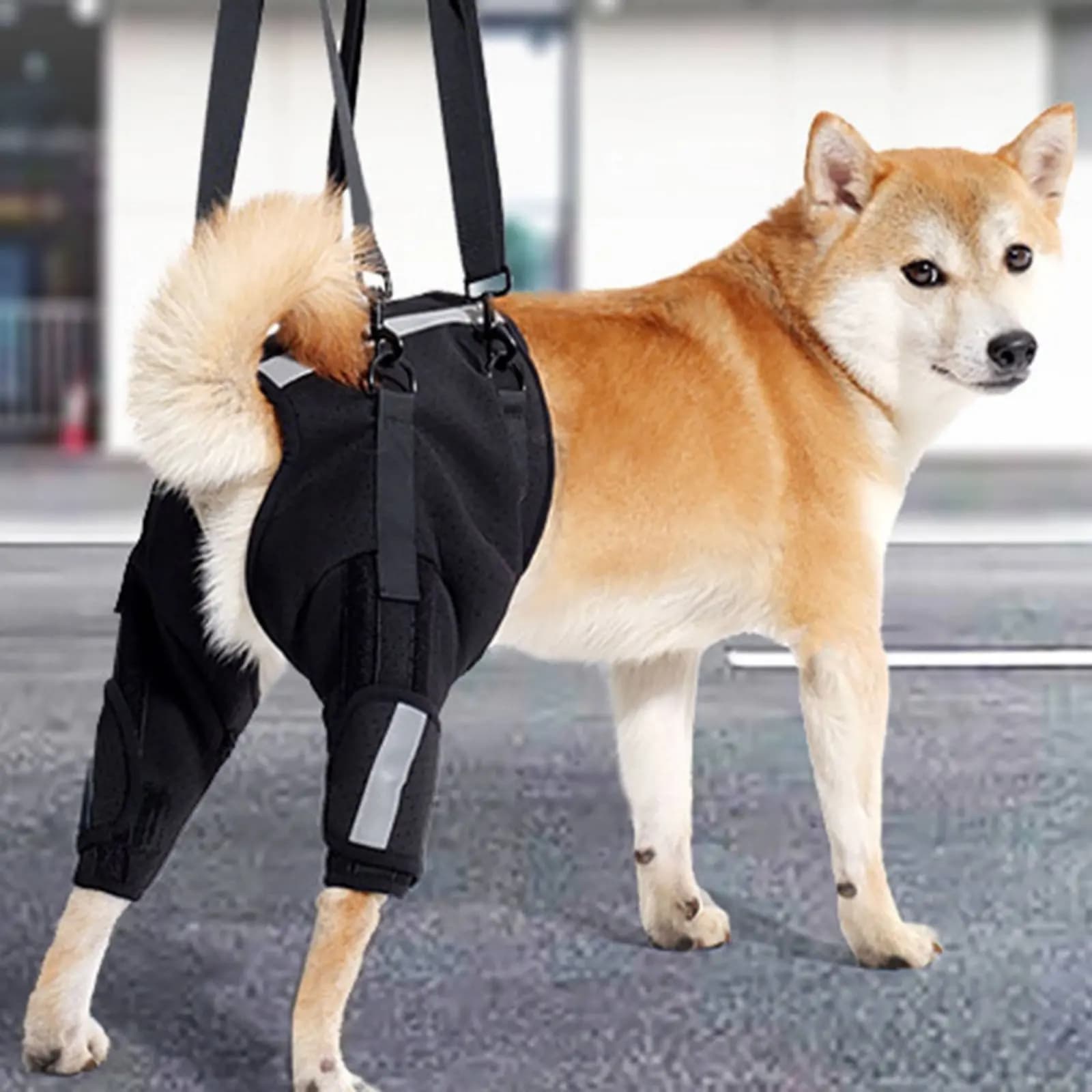 Cintura di Supporto per Riabilitazione Canina, Imbracatura Traspirante per Sollevamento Anca e Gambe Posteriori, con Maniglia Imbottita, Lavabile, per Scale
