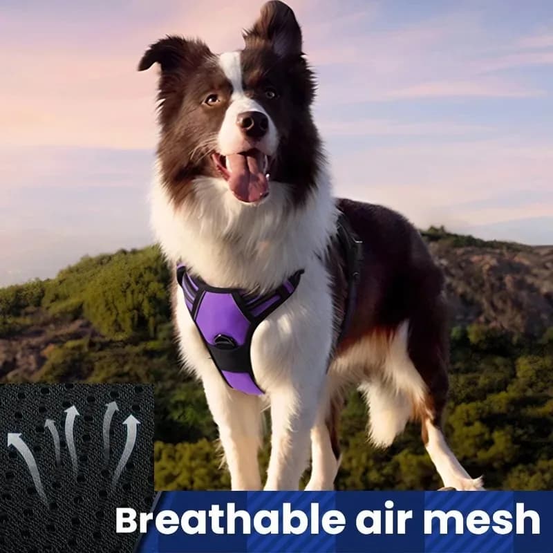 Guinzaglio per cani, pettorina in nylon per animali domestici, pettorina grande per cani, collare per cani, imbracatura per gatti