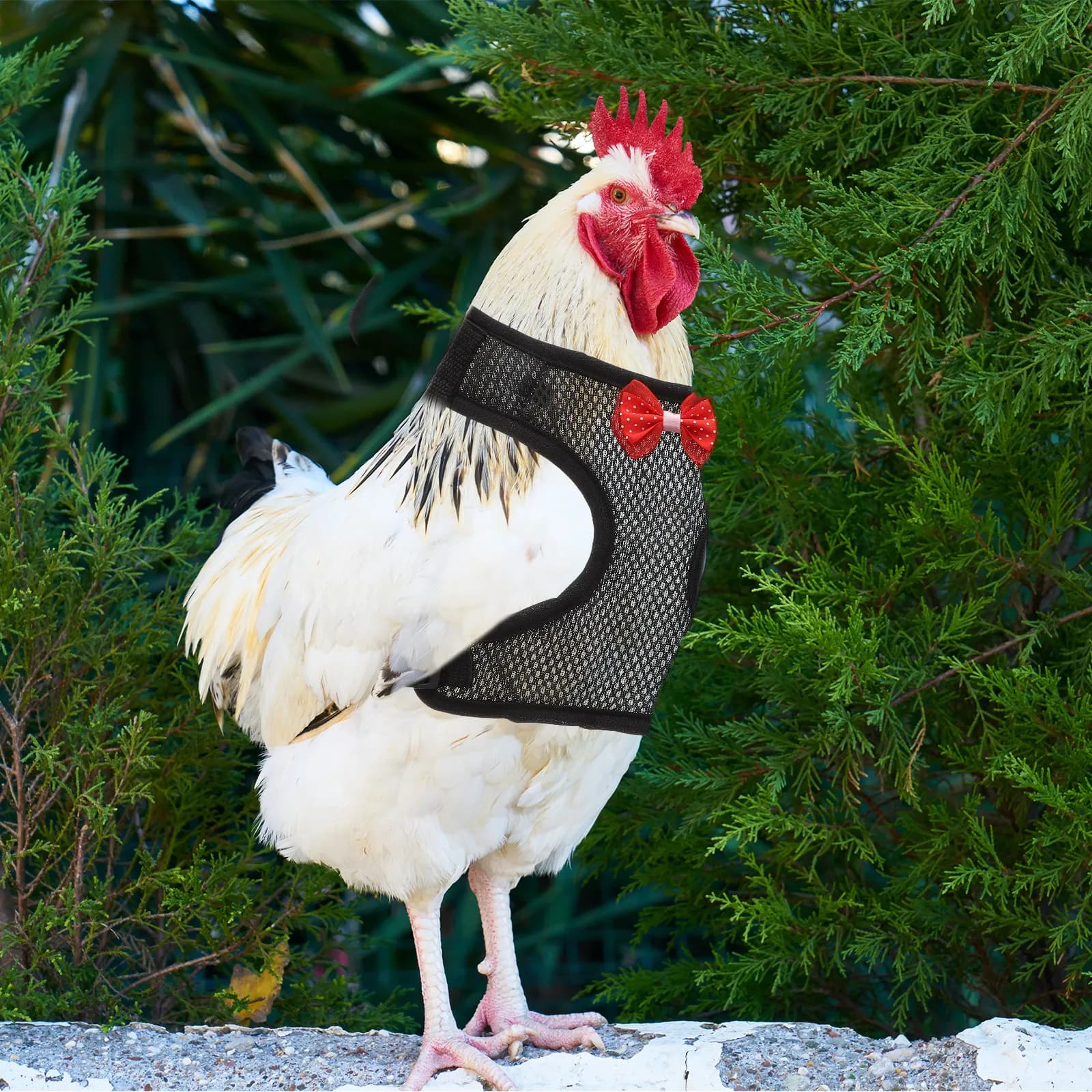 Set di 1 Imbracatura Regolabile per Pollo con Guinzaglio, Cinghia Premium per il Controllo del Gallo, Comodo Gilet Pettorale per Galline per Passeggiate e Corsa all'Aperto
