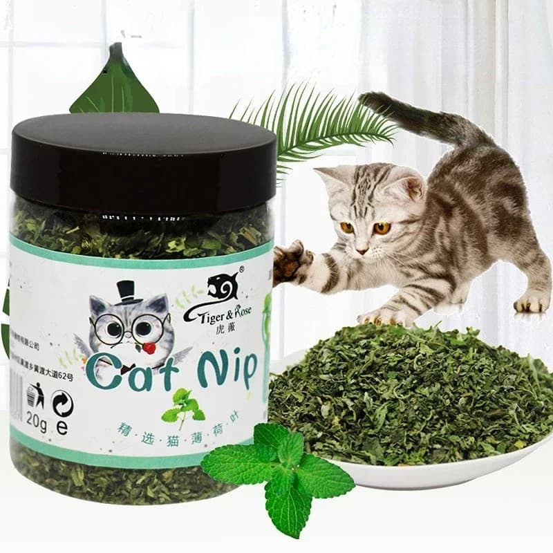 Erba Gatta Biologica 100% Naturale di Alta Qualità, Gusto Menta, Giocattolo Divertente per Gatti, Nuovo Giocattolo Interattivo per Gatti, Forniture per Animali Domestici