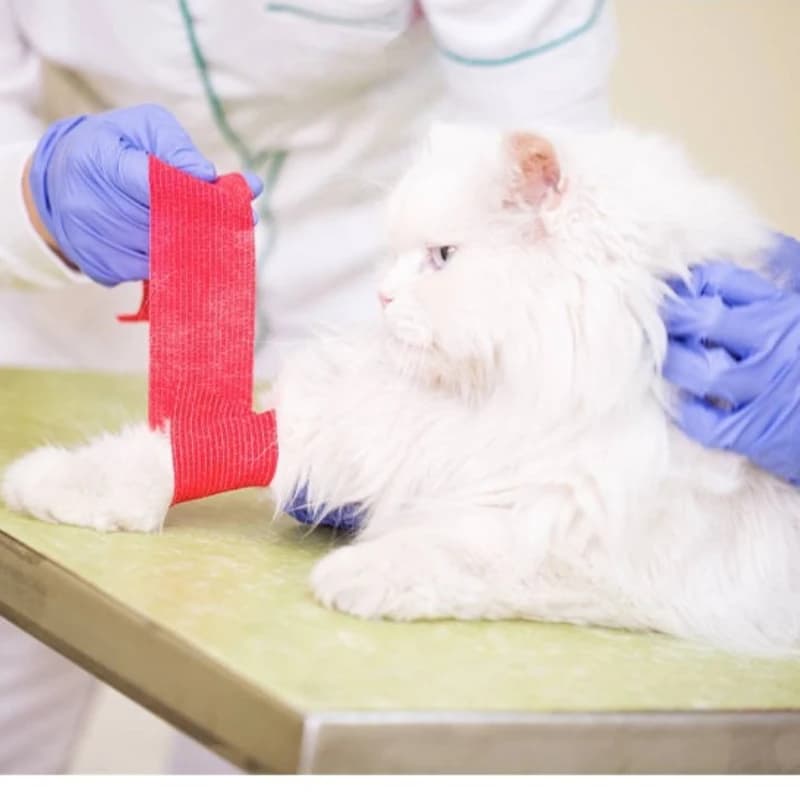 Nastro avvolgente atletico modello artiglio stampato benda elastica autoadesiva Pet sport Protector fasciatura cane gatto gamba zampa Kit di pronto soccorso