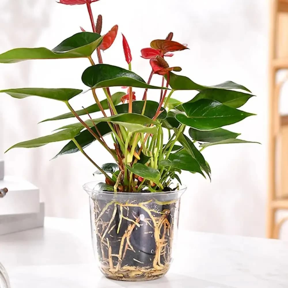 Vaso per Piante Autoirrigante Trasparente a Doppio Strato, Fioriera in Plastica con Assorbimento Automatico dell'Acqua