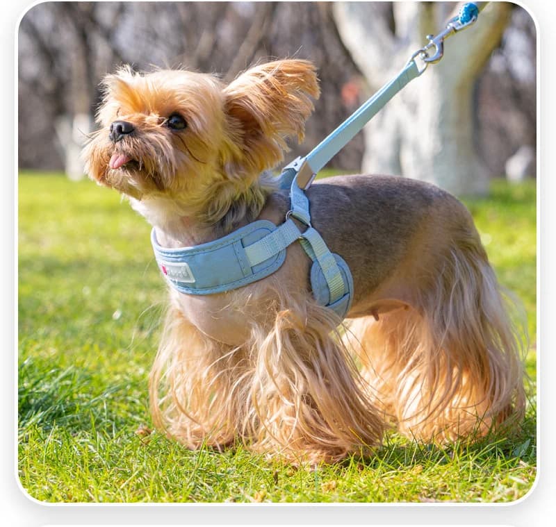 New pet leash, small dog harness, breathable chest strap for dogs, wholesale walking leash