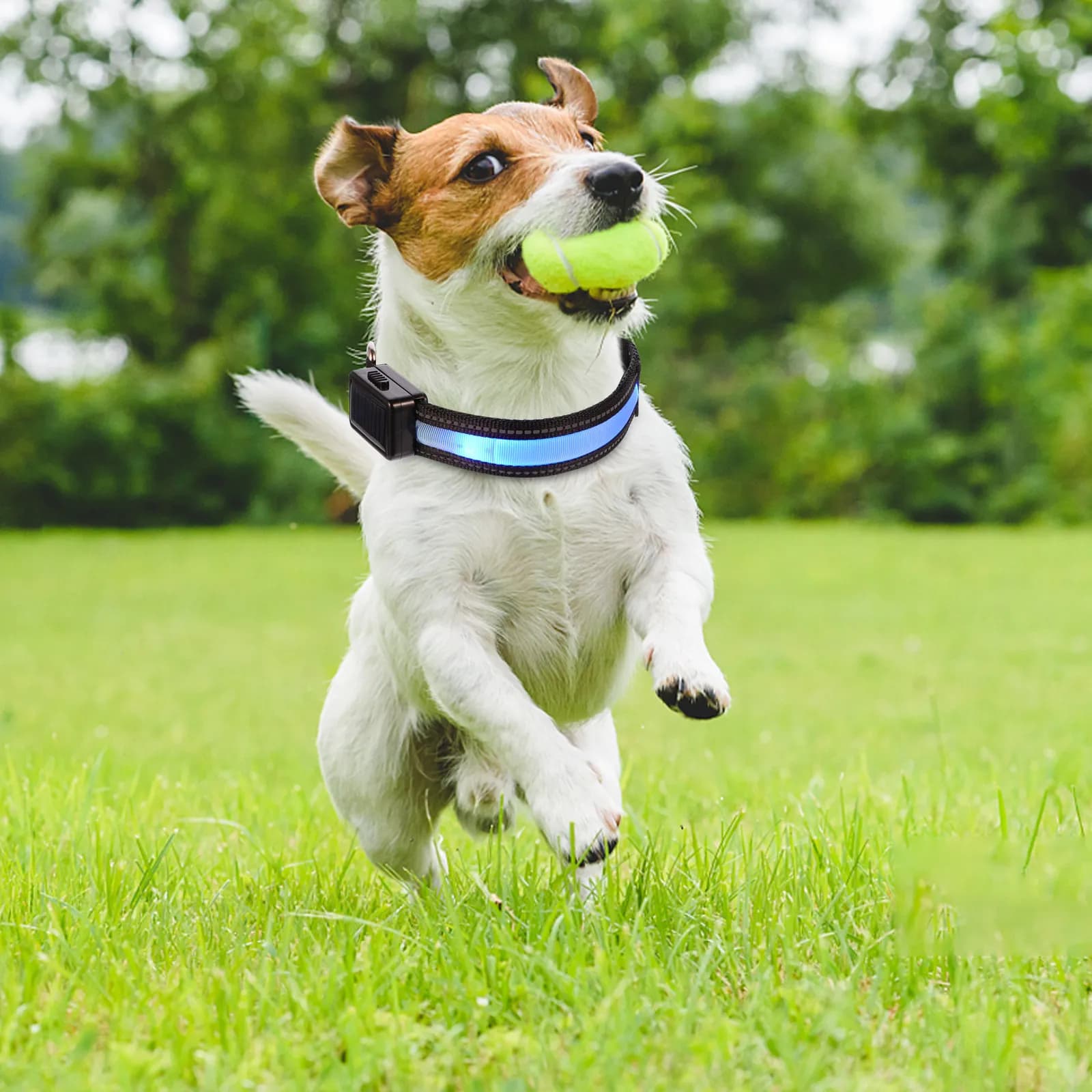 1Set Light Up Dog Collar USB Charging Glowing Pet Collar Night Visibility LED Flashing Steady Safe Walking Running