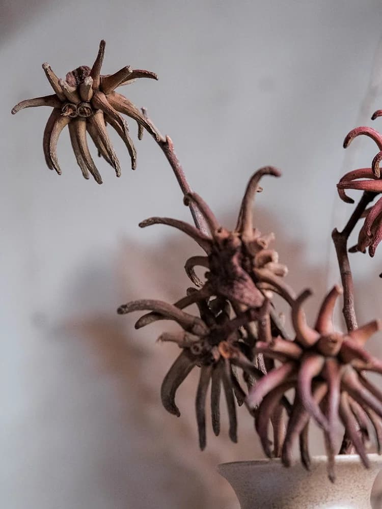 Ramo di Dragon Fruit con Fiori Secchi, Pianta Decorativa Artistica per Esposizione su Scrivania, Elemento Unico per Homestay, Stile Sudamericano