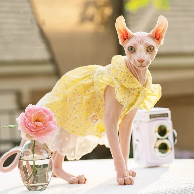 Sphinx Pet Cat Abiti da principessa Abiti neri per Sphynx Pizzo floreale Gattino Gonna con bretelle Costume elegante Devon Primavera Estate