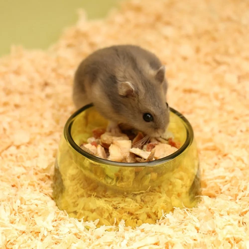 Nuova ciotola per acqua per criceti in plastica, resistente ai morsi, antiscivolo, per alimenti per criceti, ciotola per alimentazione per animali domestici trasparente