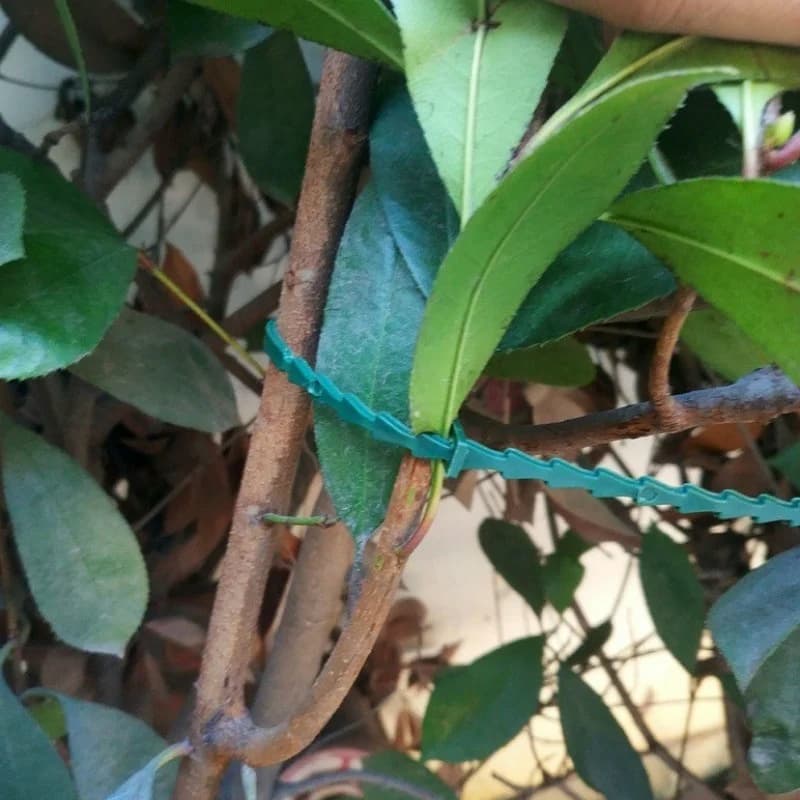 XXL 50-500pcs Adjustable Plastic Plant Cable Ties Reusable Cable Ties for Garden Tree Climbing Support Plant Vine Tomato Stem Cl