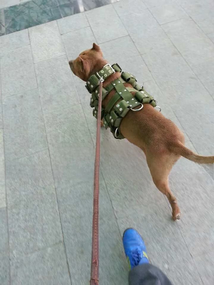 Biull weight training harness for dogs, with adjustable belt and chest for training canine