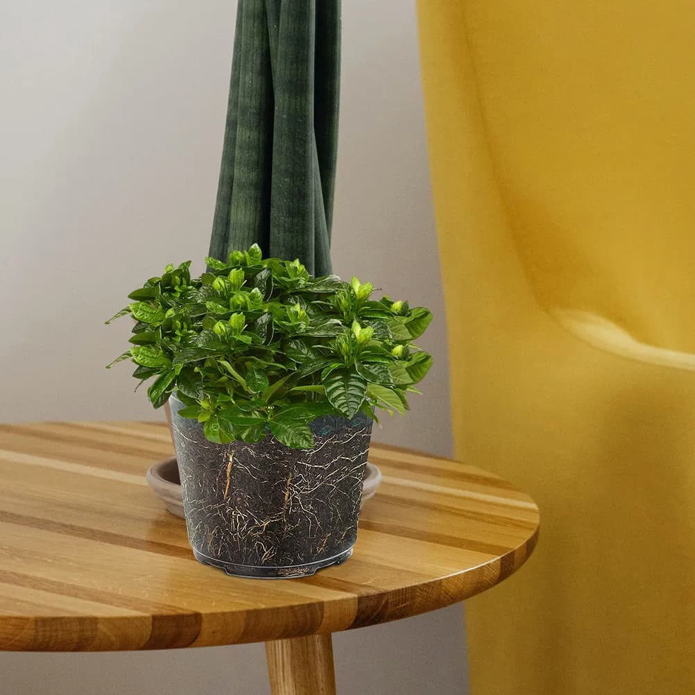 Vasi per Fiori da Interno Grandi con Foro per Piante, Trasparenti, per Piante da Vivaio e Piante da Casa
