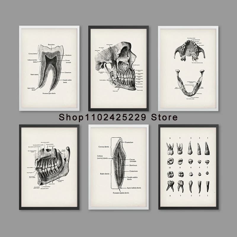 Dental Anatomy Posters Dentistry Art Dentist Office Decor Orthodontist Gift Dental Clinic Wall Decor Dental School Education