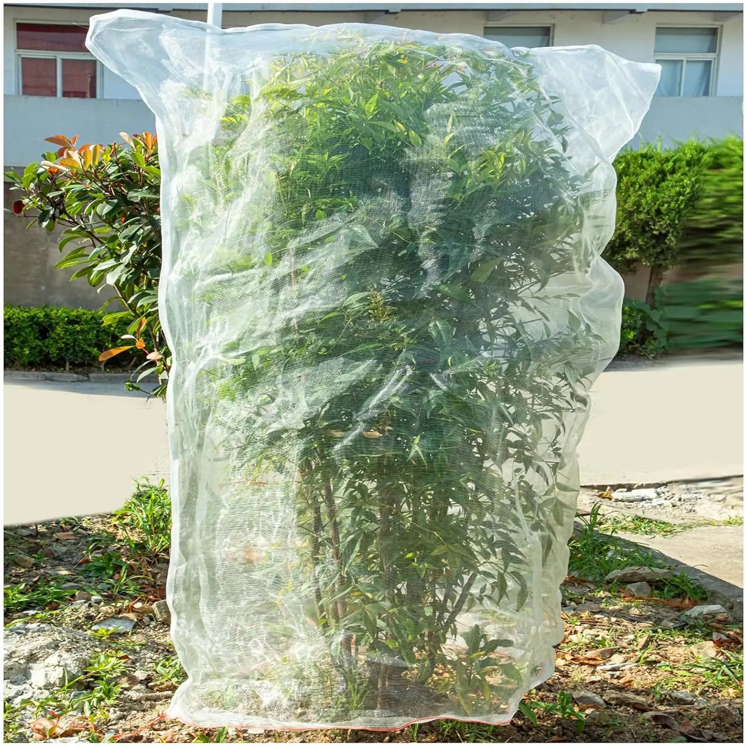 Protective Cover for Plants with Cordoncino, 3.5 x 4,6 FT, for Tomatoes, Large Plants in Vase and Cranberry Berries