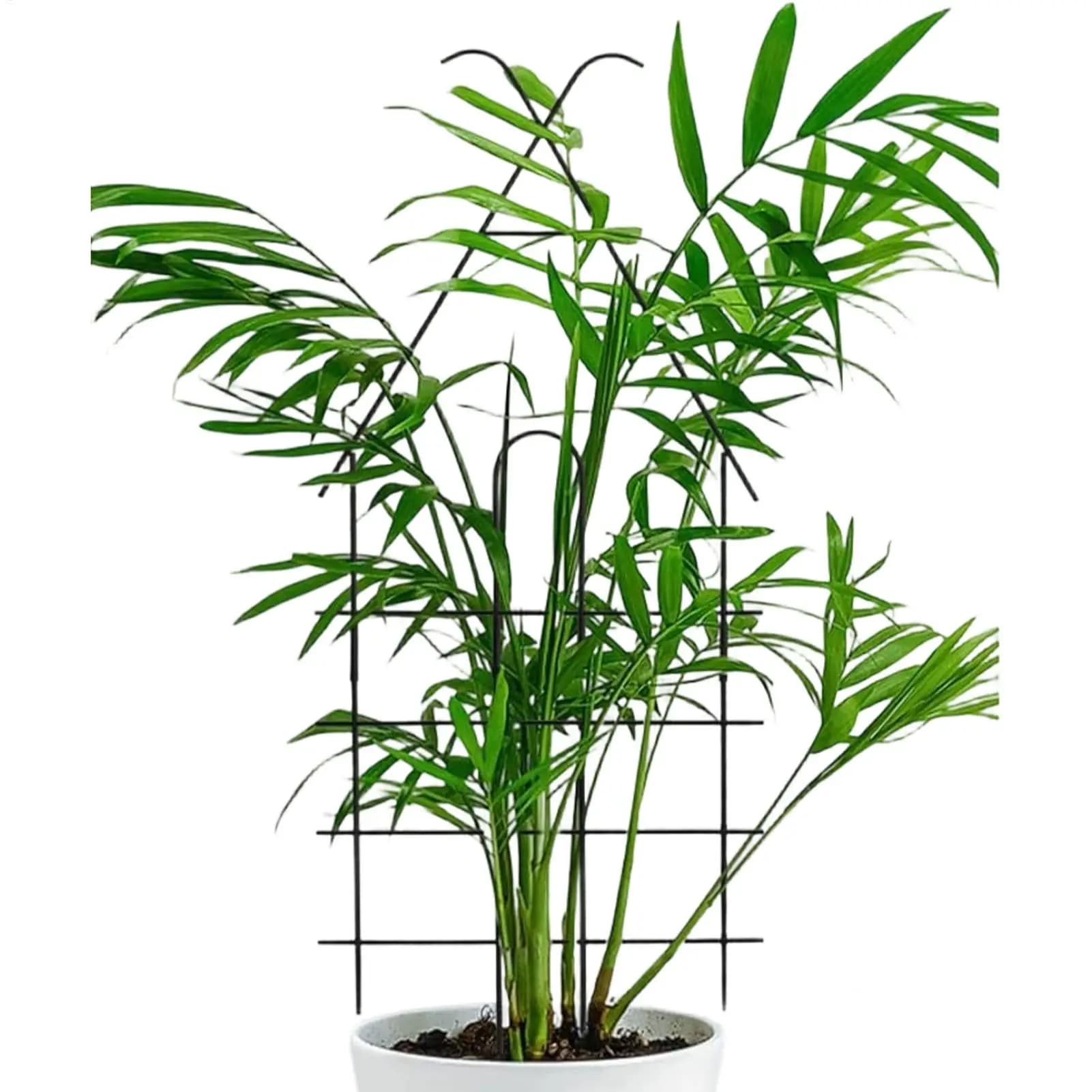 Traliccio for Plants in Adjustable Metal Anti-rust, Small Support for Plants in Vase, Garden Poles for Vines, Edera, Clematide, Gelsomino, Pothos