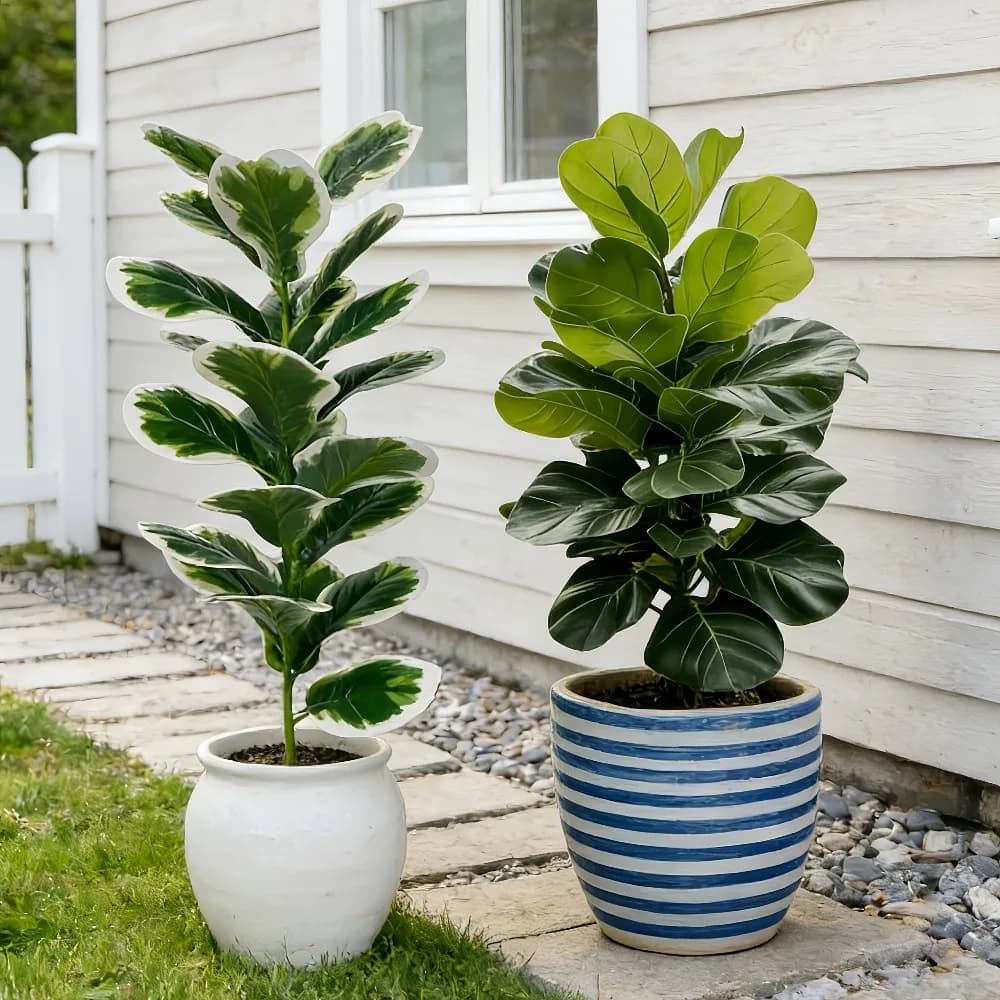 Outdoor Artificial Banyan Trees Realistic Faux Fiddle Leaf Fig Plants for Garden Porch Courtyard Office Party Without Pots