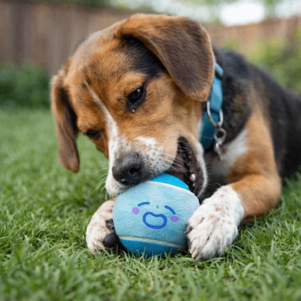 3 pezzi Palla da tennis elastica per animali domestici Giocattolo da masticare per cani con blocchi di colore ecologico Giocattolo da addestramento per cani con suono stridulo in gomma