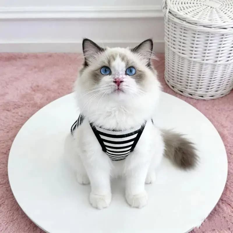 Striped Breathable Pet Vest Harness Built In Leash Ring Small Dog Cat Daily Walking Wear 1Pc