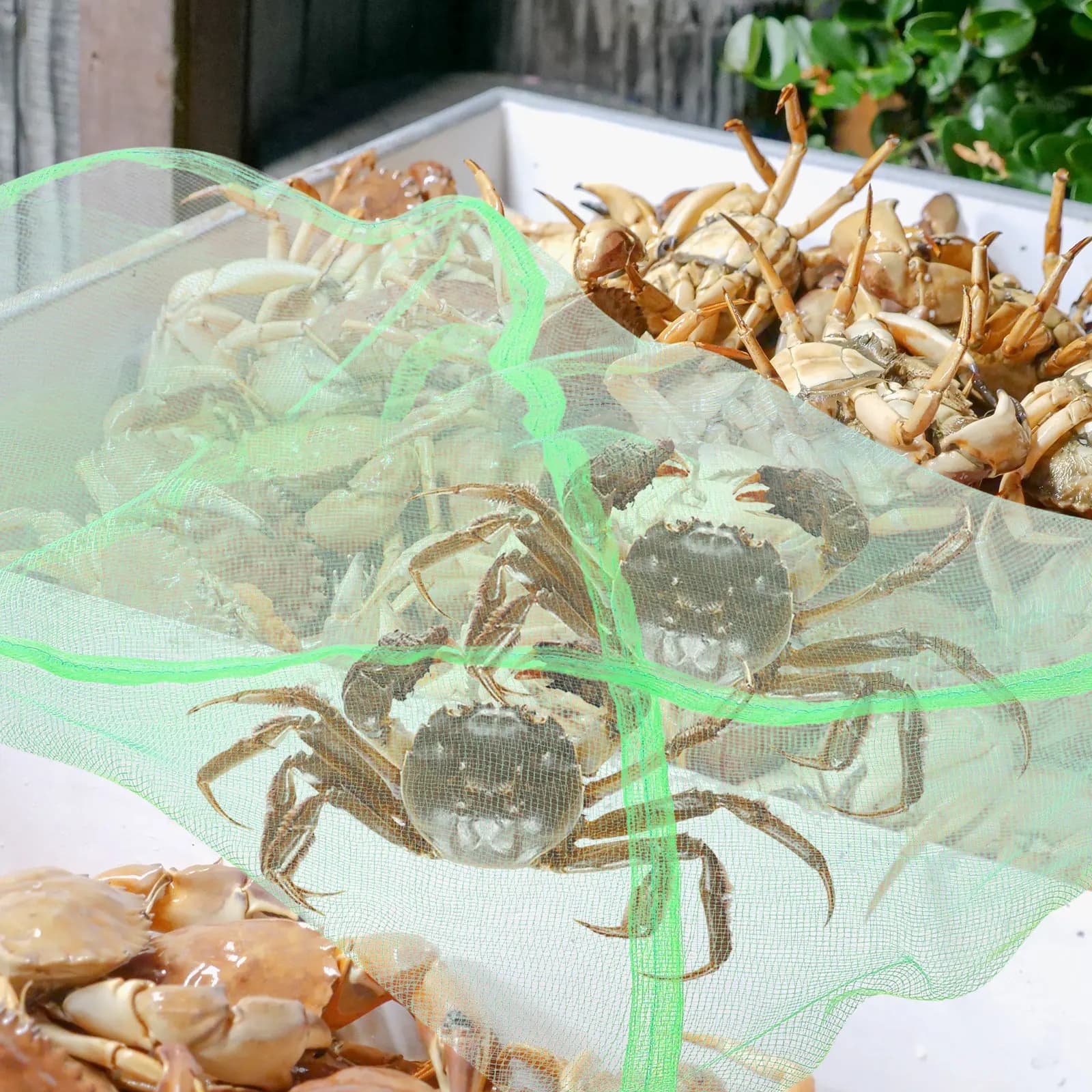 10 Pezzi Rete Portatile per Granchi, Leggera e Pieghevole, con Chiusura a Coulisse, Rete da Pesca in Rete di Ricambio per Conservazione Granchi, per Esterni e Acqua Salata