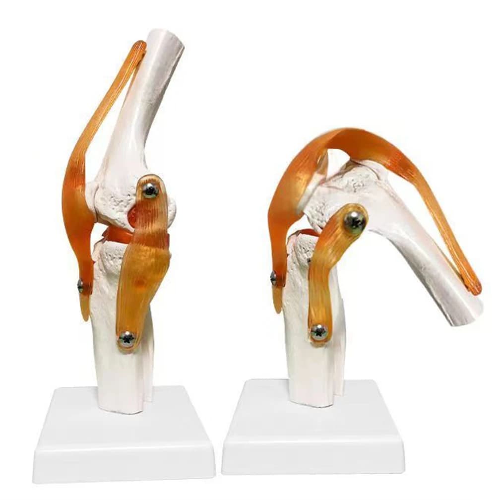 1:1 Lifesize Modello di anatomia dell'articolazione del ginocchio umano per adulti Risorse didattiche per scienze mediche Studente Anatomia Humanana Cassroom Forniture