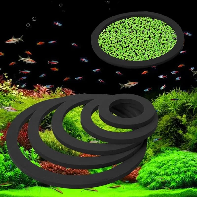 5 pezzi anelli per piante galleggianti per acquario anelli per alimentazione di pesci anelli galleggianti per blocchi di erba per acquario accessori per stagni