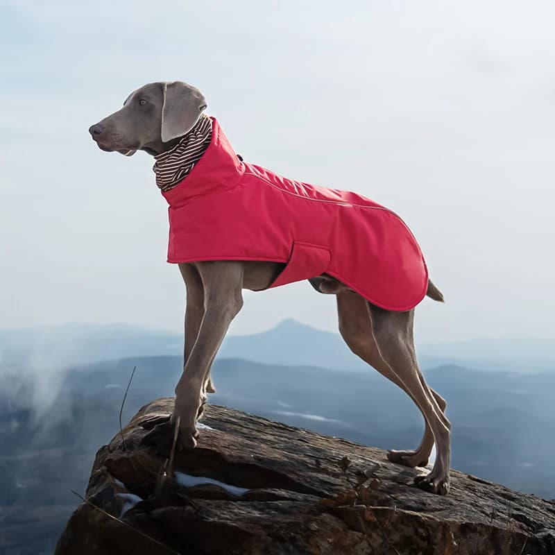 Cappotto per cani completo per tutto il corpo Cappotto invernale riflettente caldo con imbracatura Giacca in pile a collo alto Tuta da neve a quattro zampe con cerniera