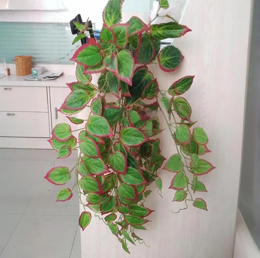 70 centimetri Artificiali Appesi Viti Piante False Viti Da Parete Creepers Tropicali Rattan Plastica Perilla Foglia Per La Camera Giardino Ufficio Decor