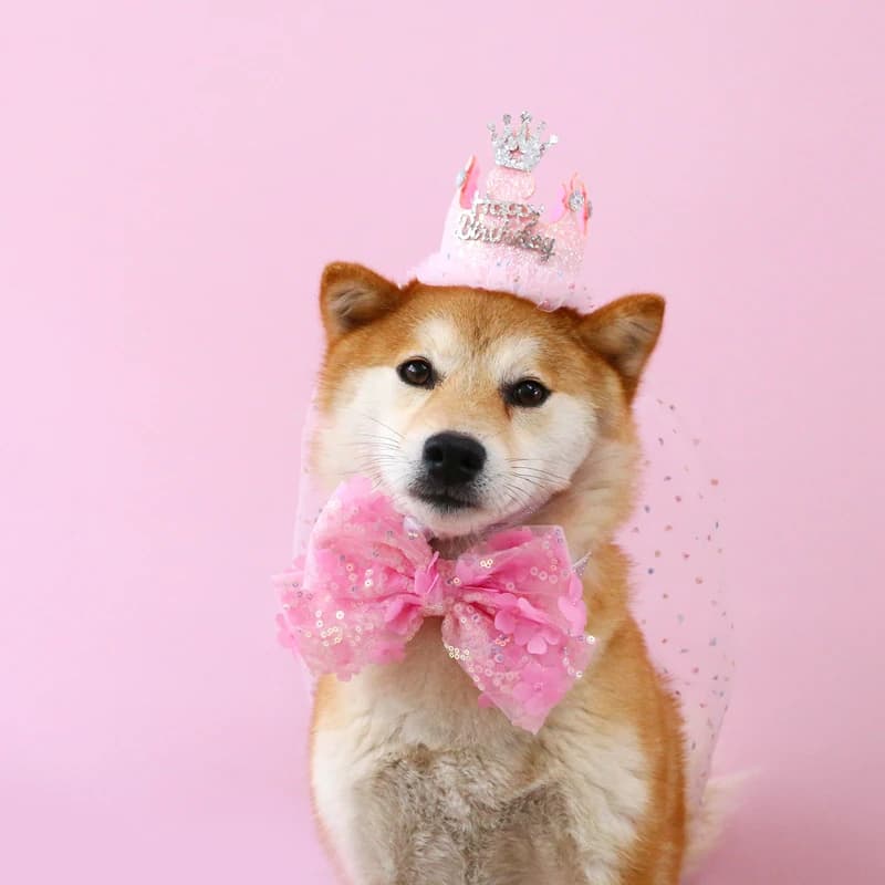 Cat Dog Birthday Party Supplies Sequin Hat Lace Bow Tie Collar Set Pet Costume Accessories for Small Medium Dog Puppy Kitten