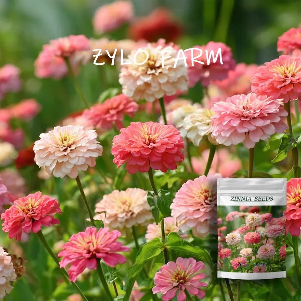 Strawberry Cream Violet - Fiori bicolore, facili da coltivare