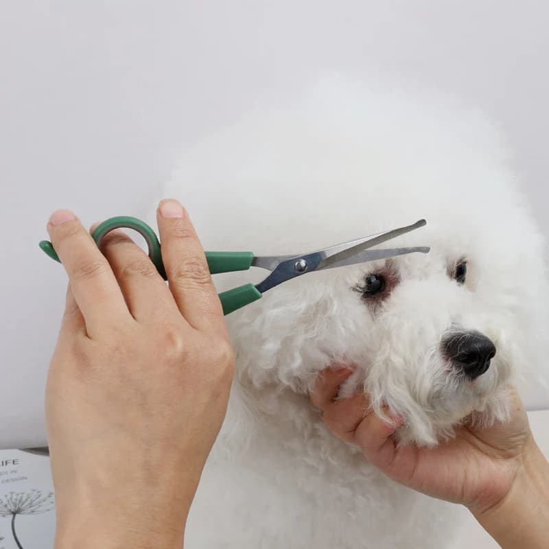 Forbici da toelettatura in acciaio inossidabile forbici professionali per peli di cane punta rotonda strumento per toelettatura durevole e sicuro per cani e gatti