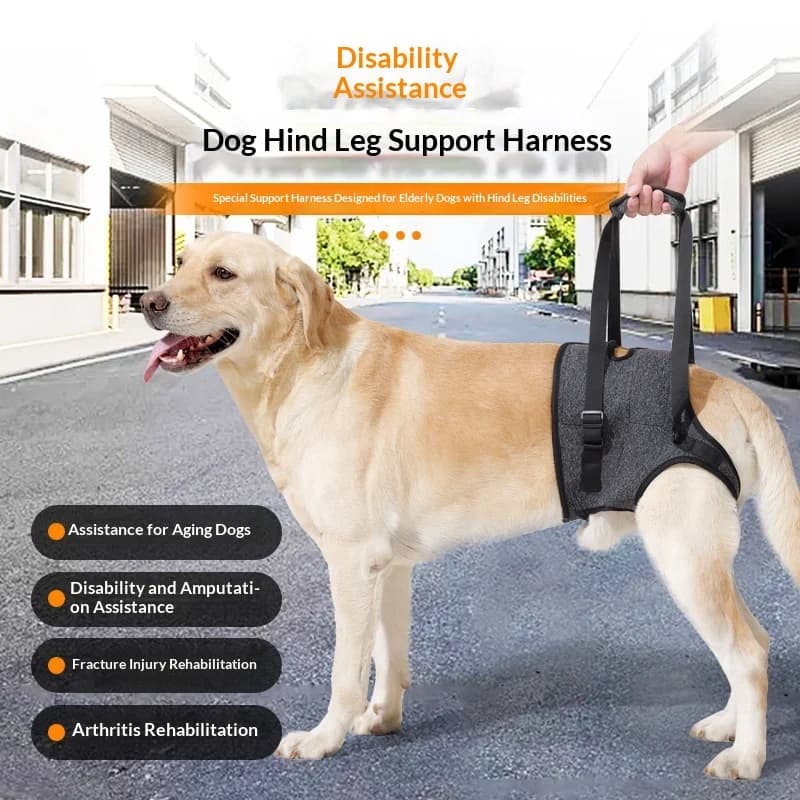 Imbracatura di supporto per cani di seconda generazione: fascia in vita antiscivolo per una distribuzione uniforme del peso, la riabilitazione e la cintura di ausilio ai viaggi (certificata CE) ​