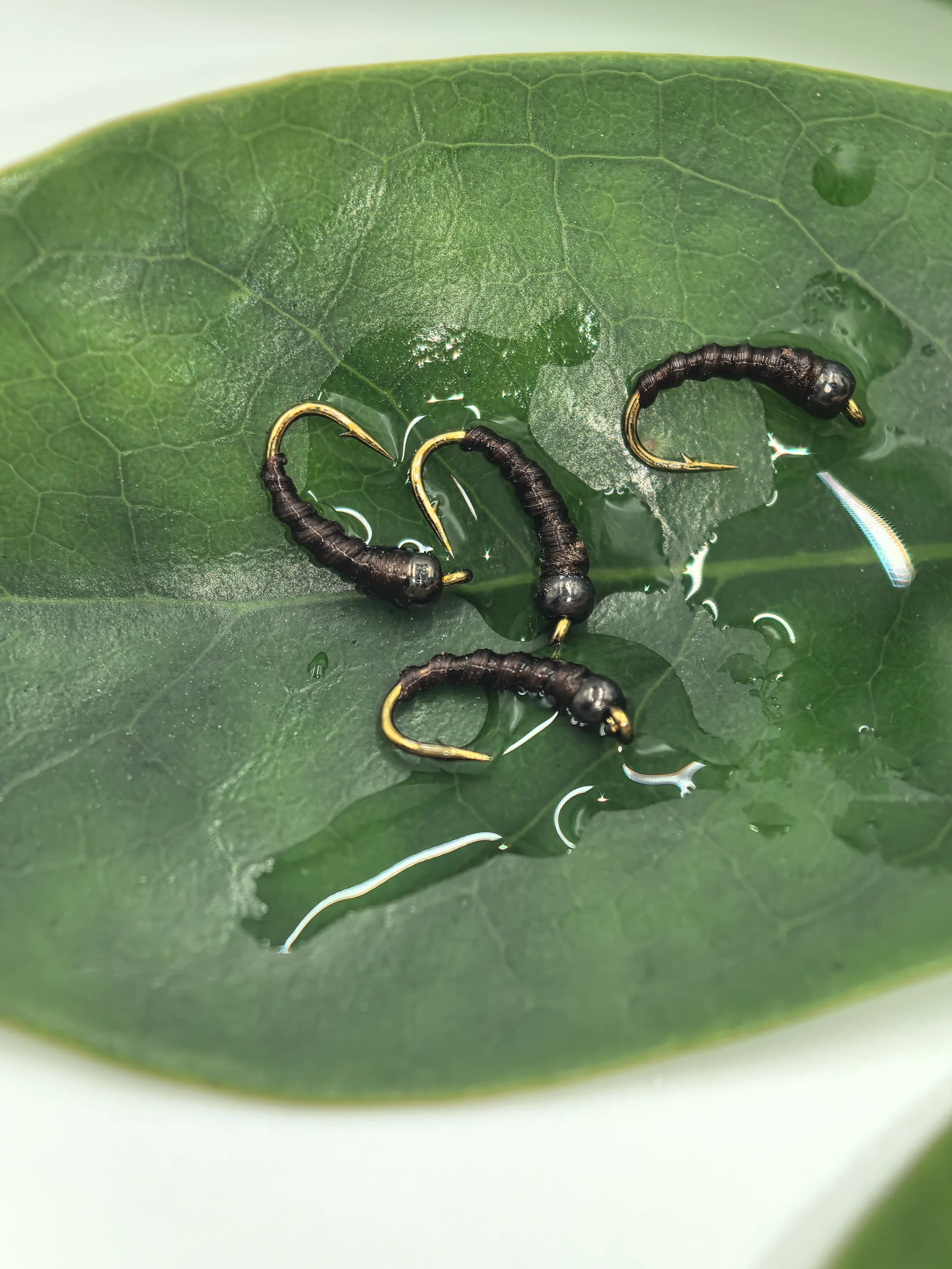 7 esche da pesca a mosca per ninfa di Zebra Midge e larva di Caddis | Fast Sink Misura 16 # | Mosche Artificiali per Trota e Persico d'Acqua Dolce