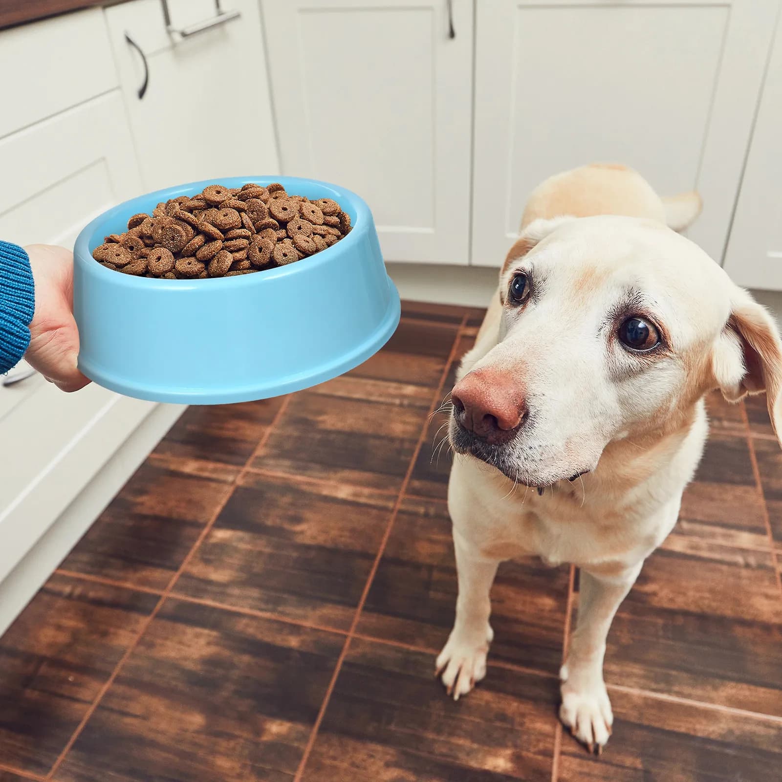 Set di 3 Ciotole per Cani, Dispenser di Cibo e Acqua per Animali Domestici con Design Cartoon