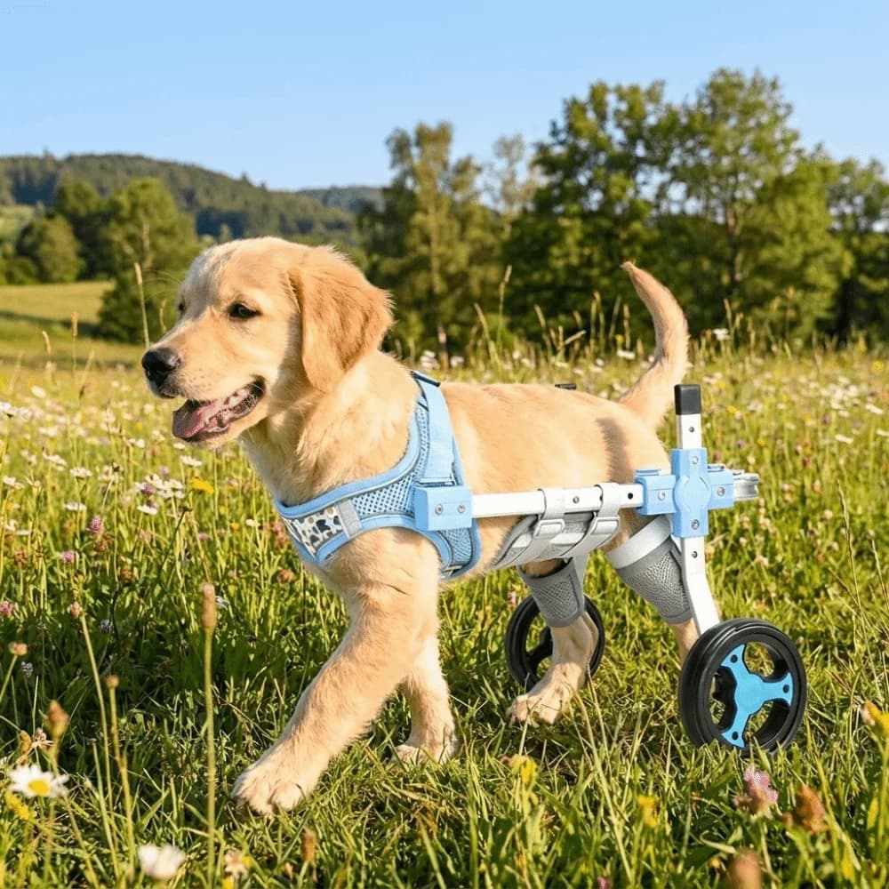 Adjustable Dog Wheelchair Breathable Harness Rear Leg Support Pet Rehabilitation Cart Durable Disabled Pet Walking Aid