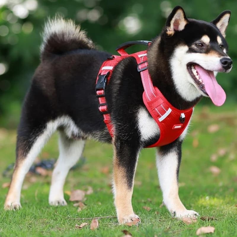 Pettorina per cani, corda anti-pull per camminare, pettorina per cani stile gilet anti-rottura collare per cani decorativo bulldog francese