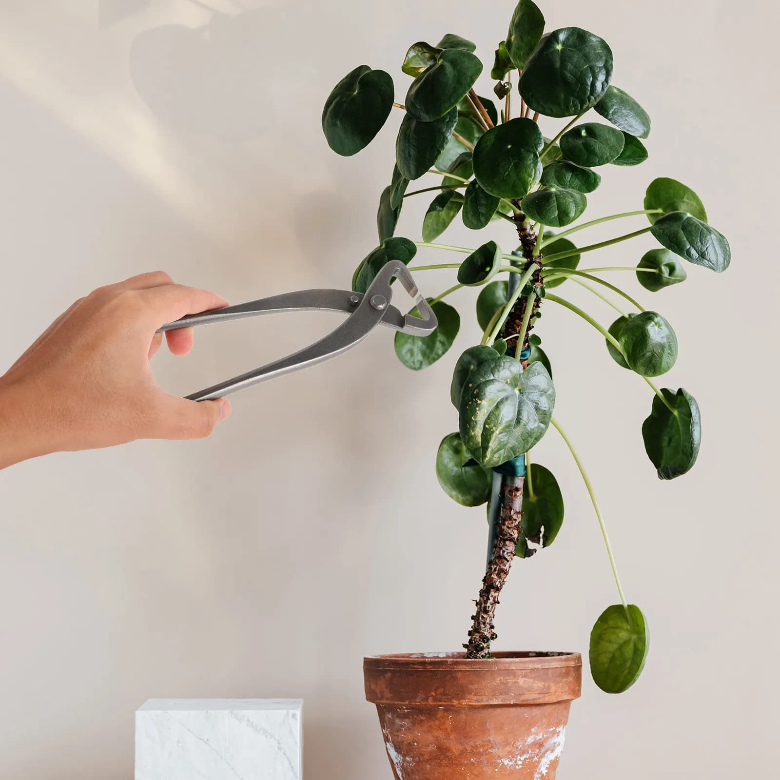 Attrezzi per Bonsai, Forbici da Potatura, Spaccarami, Cesoie Ergonomiche da Giardino, Forbici per Rami di Bonsai, Accessori per Giardinaggio