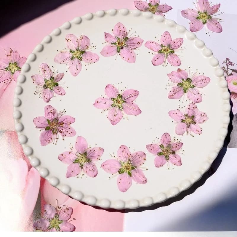 3-4cm./6pcs,Pink Peach Blossom Pressed Dried Flowers DIY for Invitation Wax Seal Coffee Cocktail Photo Frame Bookmark Decoration