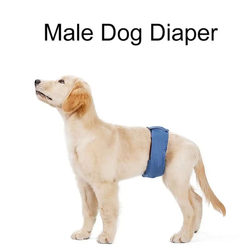 Teddy Golden Retriever Pantaloncini per cani Intimo Pannolino riutilizzabile Rafforzamento per pantaloni per cani Cintura fisiologica per cani Pantaloni per l'igiene degli animali domestici