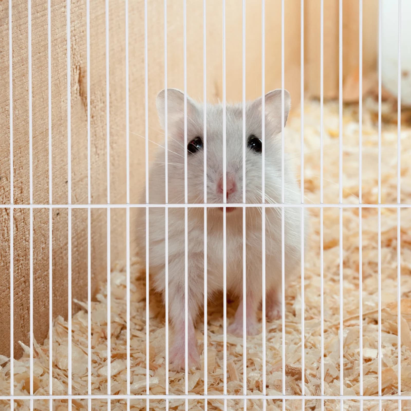 Piastra di Separazione in Ferro per Gabbia di Allevamento 47, Divisorio per Animali Domestici, Rete di Sicurezza per Piccoli Animali
